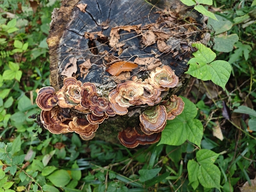 Microporus affinis observed 2026-10-25