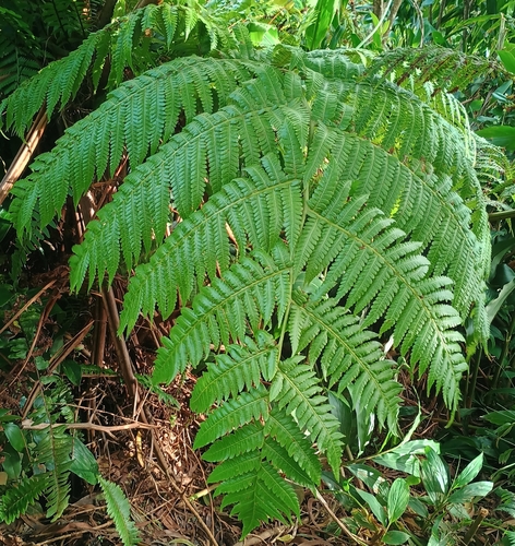 Cibotium chamissoi observed 2026-10-24