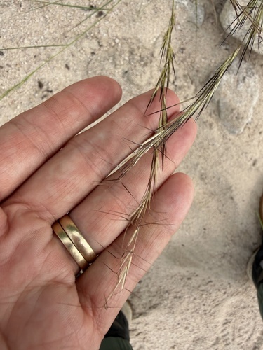 Aristida adscensionis observed 2026-10-24
