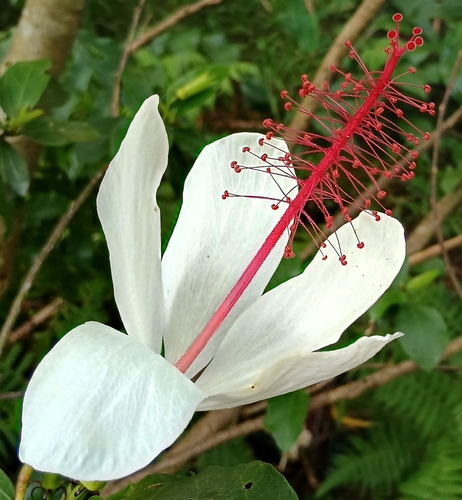 Hibiscus arnottianus observed 2026-10-24