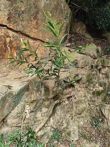 Acacia confusa observed 2026-10-25