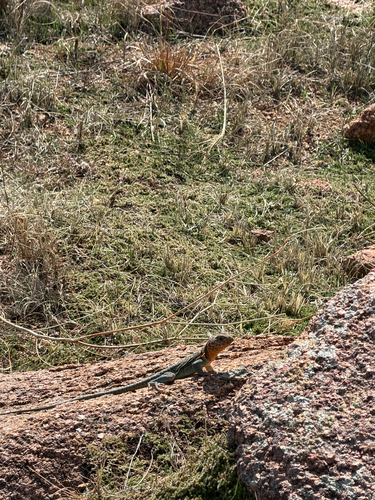 Eastern Collared Lizard