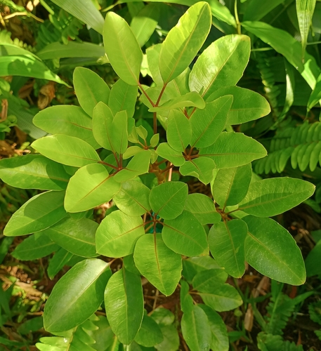 Cheirodendron trigynum observed 2026-10-24
