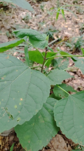 Clerodendrum trichotomum observed 2026-10-25