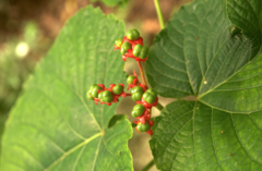 Clerodendrum paniculatum