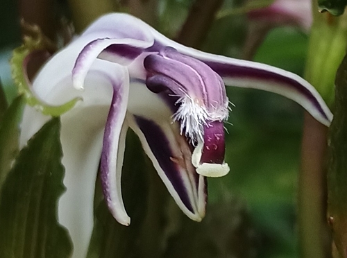 Cyanea grimesiana observed 2026-10-24