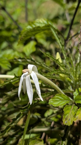 Hippobroma longiflora observed 2026-10-24