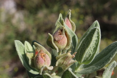 Pachyxyphus lineellus