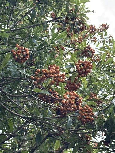 Pittosporum pentandrum observed 2026-10-25