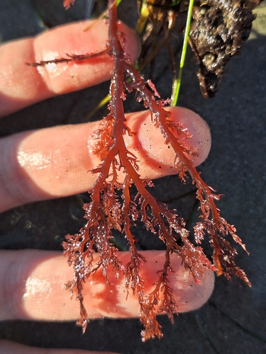 Plocamium cartilagineum observed 2026-10-24