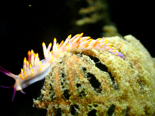 Porites observed 2026-10-25
