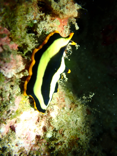 Pseudoceros observed 2026-10-25