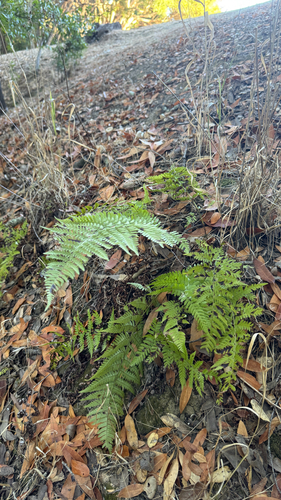 Dryopteris arguta, 2026-10-24