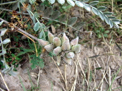Astragalus mollissimus irolanus
