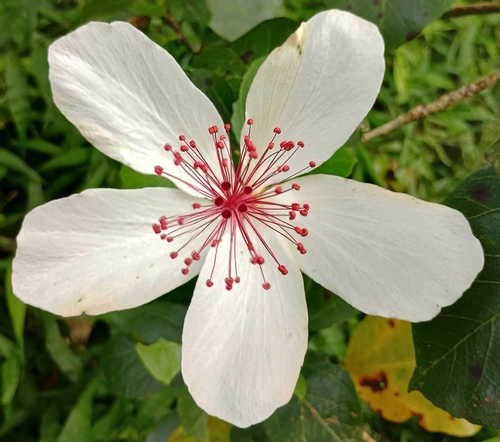 Hibiscus arnottianus observed 2026-10-24