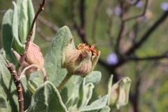 Pachyxyphus lineellus