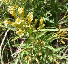 Cestrum parqui