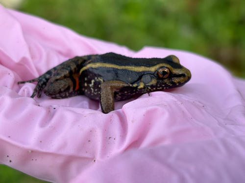Lithodytes lineatus, 2026-10-24