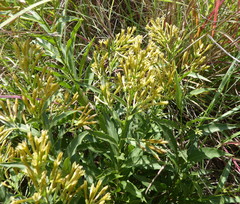 Cestrum parqui
