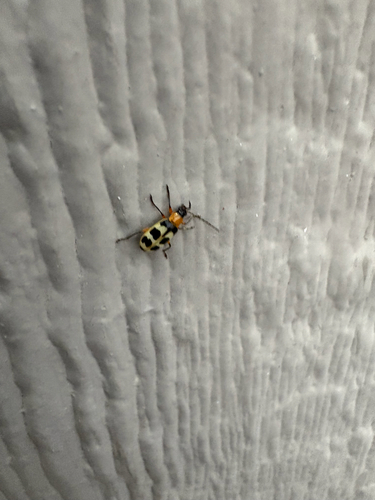 Checkered Melon Beetle