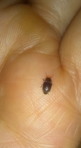 Tricorynus