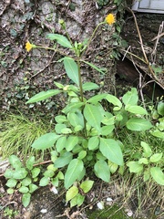 Forbicina pelosa (Bidens pilosa): origine e usi — foto 3