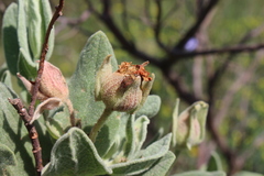 Pachyxyphus lineellus