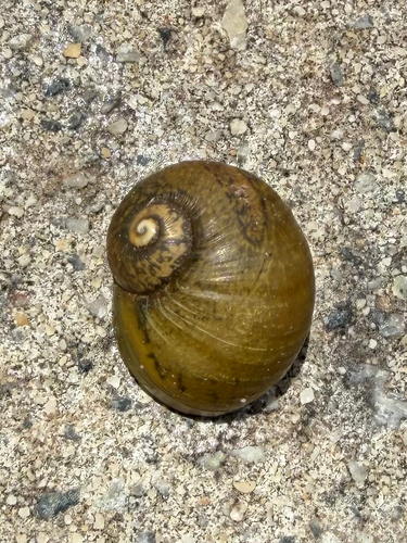 Cantareus apertus observed 2026-10-25