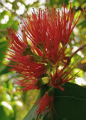 Metrosideros tremuloides observed 2026-10-24