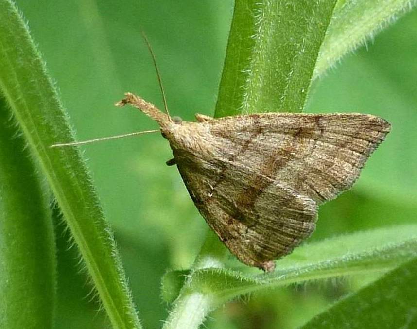 Pale Phalaenostola Moth