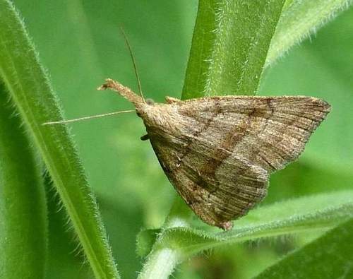 Pale Phalaenostola Moth