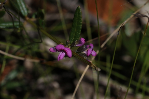 Mirbelia rubiifolia, 2026-10-25