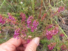 Erica nudiflora