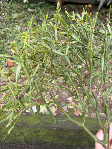 Korthalsella aoraiensis observed 2026-10-25