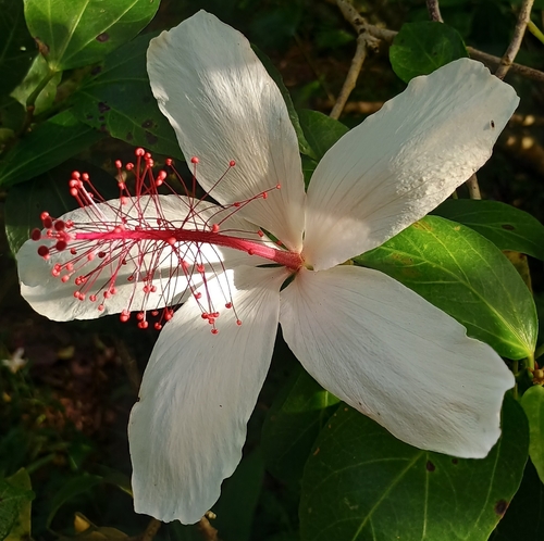 Hibiscus arnottianus observed 2026-10-24