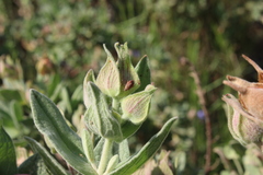 Pachyxyphus lineellus