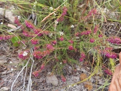 Erica nudiflora