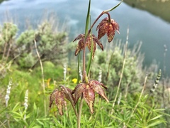 Fritillaria atropurpurea