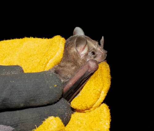 Artibeus jamaicensis observed 2026-10-11
