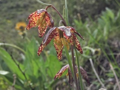 Fritillaria atropurpurea
