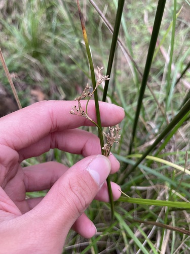 Juncus pauciflorus observed 2026-09-30