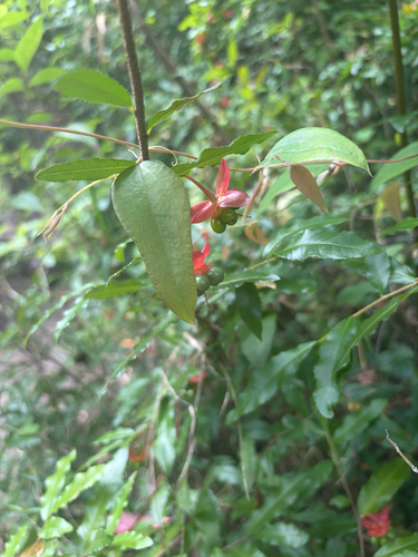Ochna observed 2026-10-25