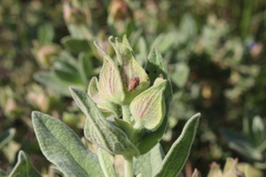 Pachyxyphus lineellus