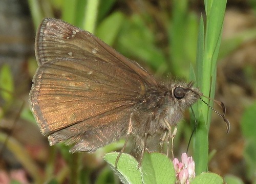 Propertius Duskywing