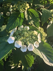 Viburnum opulus
