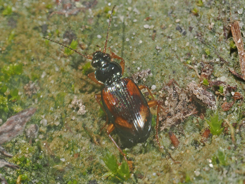 Schieffleckiger Ahlenläufer