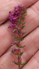 Erica nudiflora