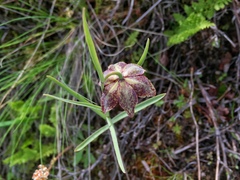 Fritillaria atropurpurea