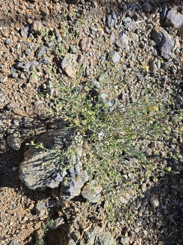 Rough Menodora