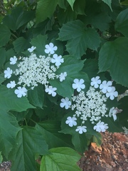 Viburnum opulus